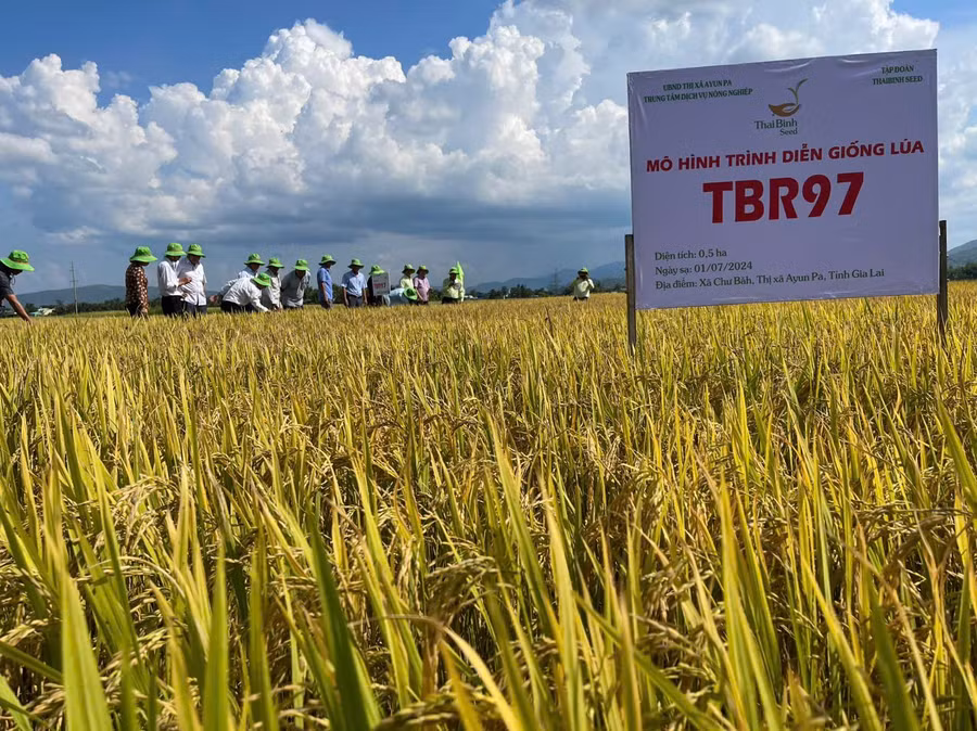 hoi-thao-dau-bo-mo-hinh-trinh-dien-san-xuat-giong-lua-chat-luong-cao-tbr97-va-om468-tai-xa-chu-bah-anh-vu-chi-7541.jpg