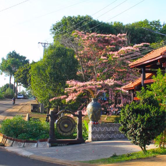 Muồng hoa đào nở rộ, hút khách đến làng Ơp check-in.