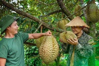 Thái Lan quyết cạnh tranh xuất khẩu sầu riêng với Việt Nam bằng dự án OTOD