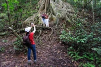 Những cây đa trăm tuổi giữa đại ngàn Kon Ka Kinh