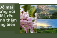 Ðỗ mai bừng núi đồi, rêu xanh thắm làng biển