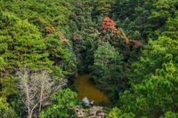 Núi Ngô Sơn rực đỏ hoa rừng