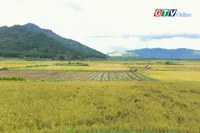 "Mùa thu" trên cánh đồng Ngô Sơn