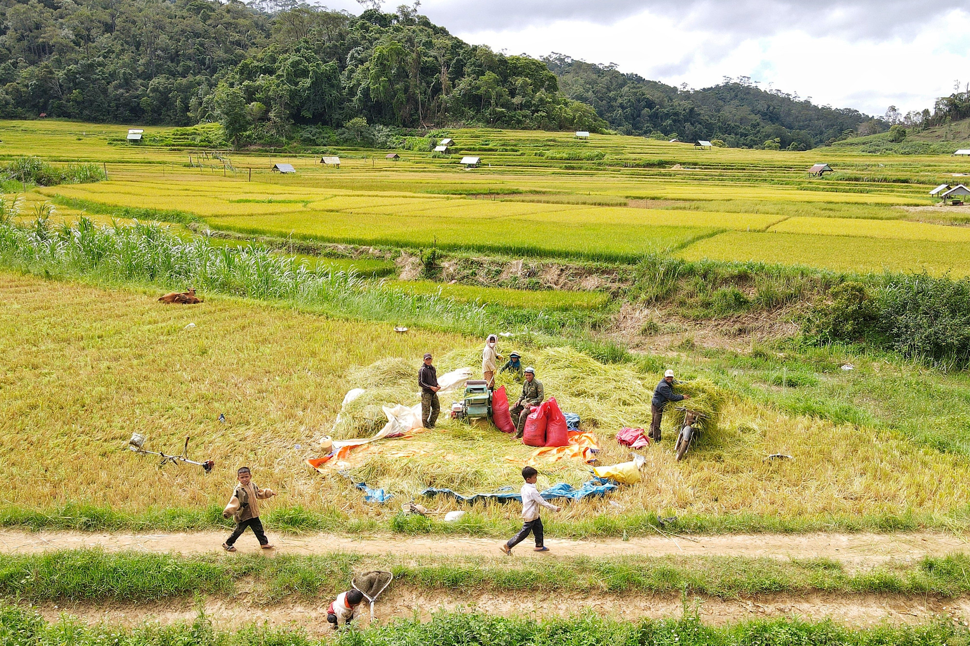 Người dân thôn Kon Tu Rằng tranh thủ thời tiết nắng ráo thu hoạch lúa 225429nguoi-dan-thon-kon-tu-rang-tranh-thu-thoi-tiet-nang-rao-thu-hoach-lua-anh-th.jpg