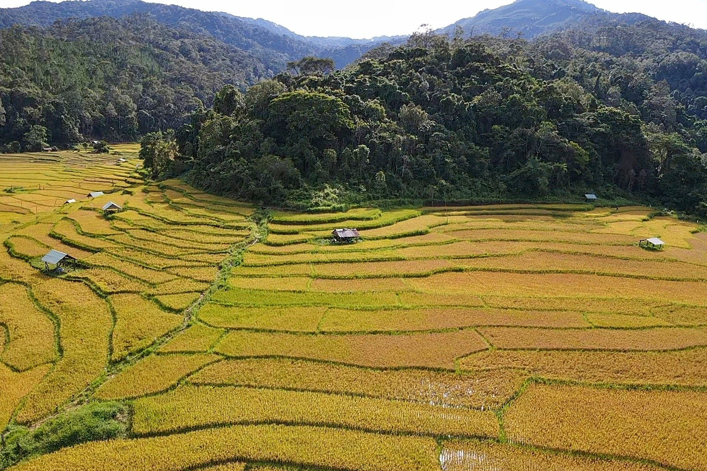 Nhìn từ đỉnh đồi Tiên Nhân xuống sông Đăk Bla, những thửa ruộng bậc thang vàng rực đẹp nên thơ. 225515nhin-tu-dinh-doi-tien-nhan-xuong-song-dak-bla-nhung-thua-ruong-bac-thang-vang-ruc-dep-nen-tho-anh-th.jpg