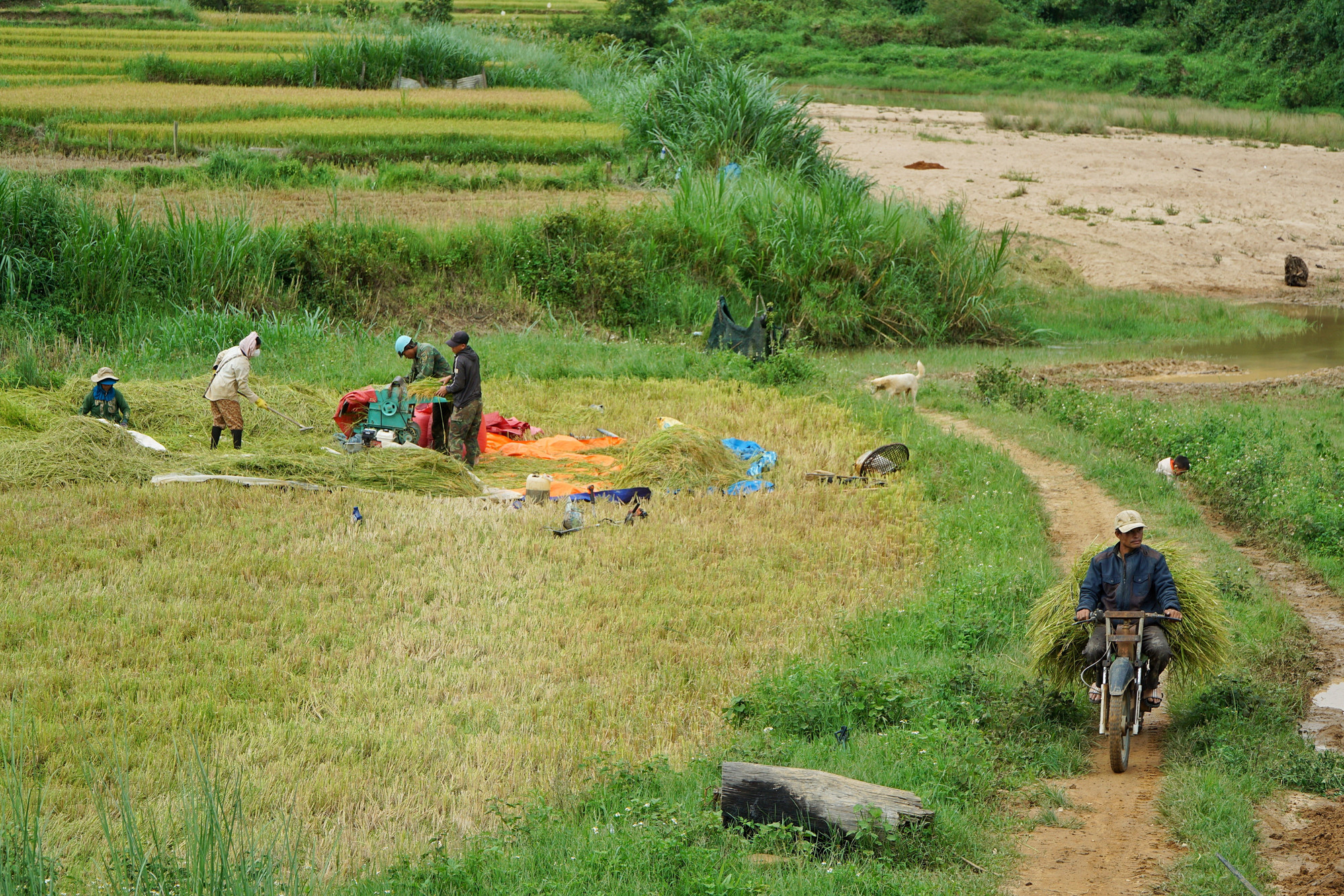 Theo người dân Kon Tu Rằng, bà con nơi đây chủ yếu trồng lúa để phục vụ nhu cầu của gia đình chứ không bán. 230025theo-nguoi-dan-kon-tu-rang-ba-con-noi-day-chu-yeu-trong-lua-de-tu-cung-tu-cap-chu-khong-ban-anh-th-2.jpg