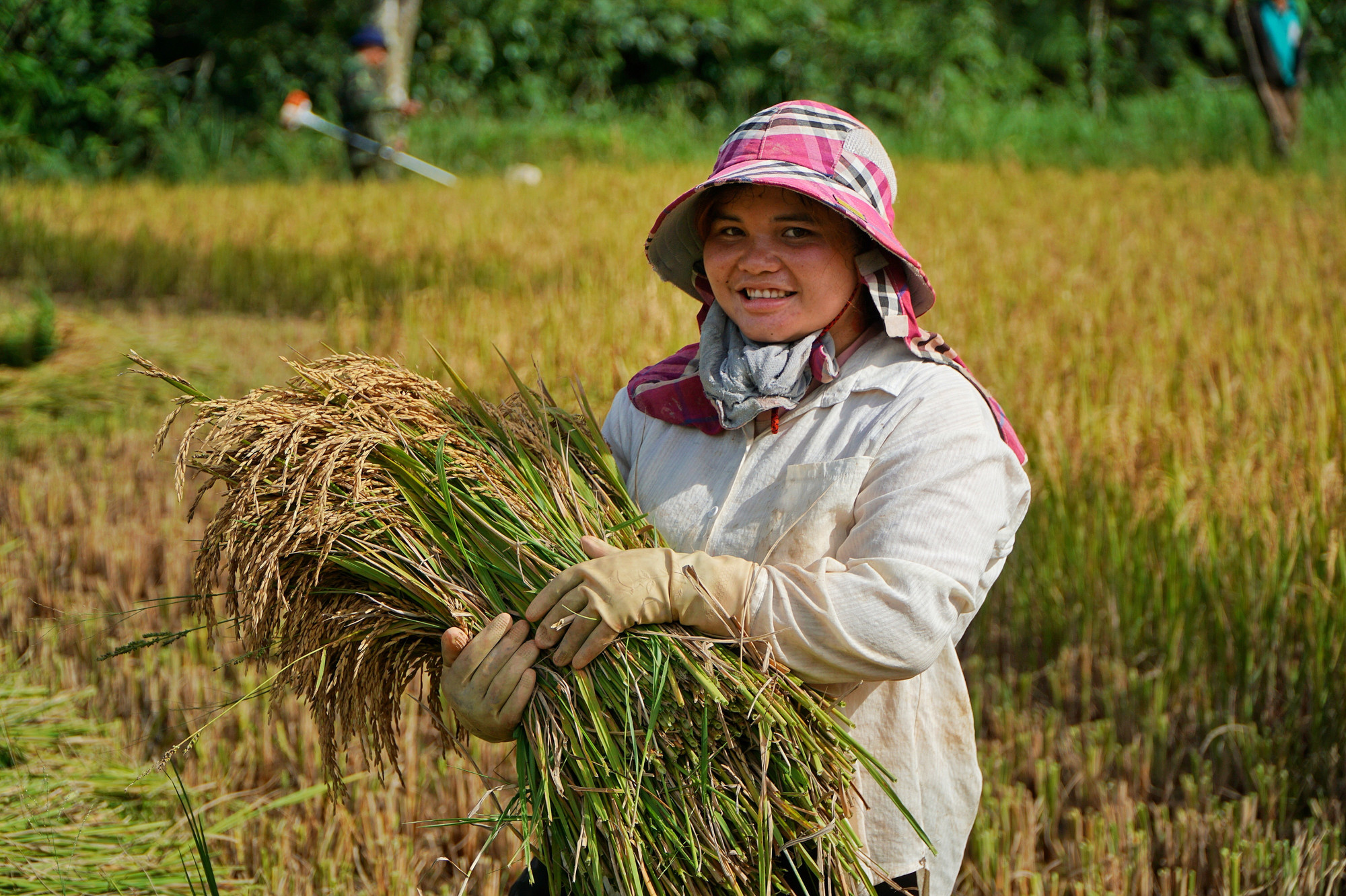 Người dân phấn khởi vì vụ mùa năm nay đạt năng suất cao. 2257501000034863.jpg