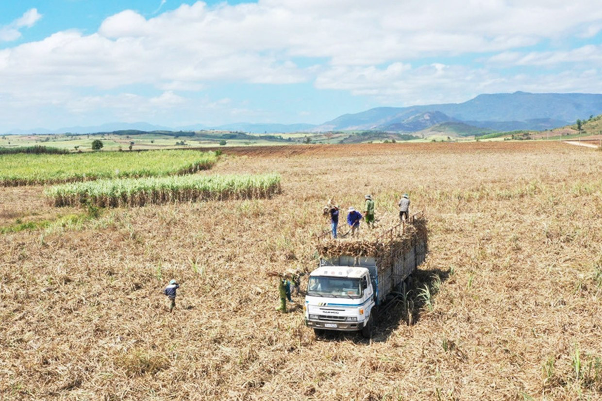 Petani di daerah Kbang menuai tebu. Foto: Nguyen Diep 1chot.jpg