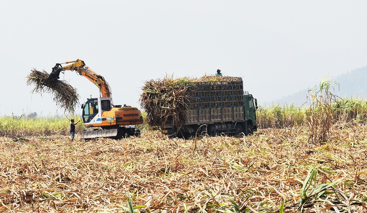 Tebu adalah salah satu tanaman utama di daerah dan pekan timur dan tenggara wilayah itu. Foto: Duy Le 2anh-duy-le.jpg