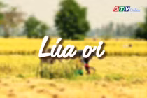 Ngăn ký ức: Lúa ơi