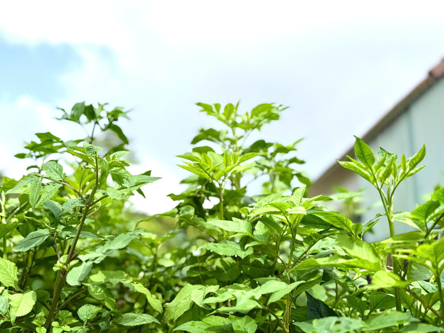Sau một vài cơn mưa, vạt xuyến chi chen nhau vươn mình xanh mướt. Ảnh: Tuệ Nguyên vat-xuyen-chi.jpg