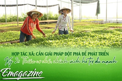 Hợp tác xã: Cần giải pháp đột phá để phát triển - Kỳ 2: Thiếu cơ chế, chính sách hỗ trợ đủ mạnh