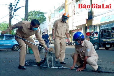 Bắt chó thả rông, quyết phòng bệnh dại