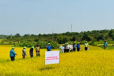 Ia Grai: Giống lúa TBR87, TBR97 cho năng suất khoảng 68 tạ/ha