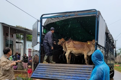 Pleiku: Trao hơn 100 con bò và heo giống cho hộ nghèo, cận nghèo