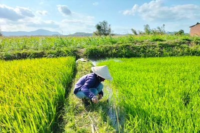 Kbang: 118 ha lúa nước vụ Đông Xuân 2022-2023 bị lép hạt