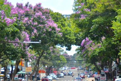 Sắc màu phố hoa