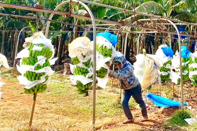  Gia Lai triển khai cập nhật thông tin về người lao động và thị trường lao động trên địa bàn tỉnh giai đoạn 2023-2025. Ảnh Hà Duy