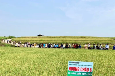 Giống lúa Hương Châu 6 trồng ở Chư Sê cho năng suất hơn 70 tạ/ha