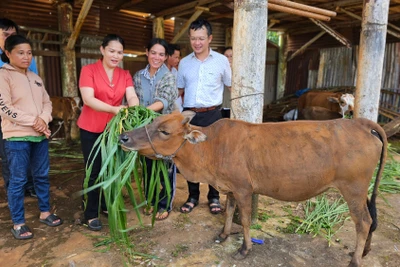 Pleiku hỗ trợ sinh kế cho 6 hộ nghèo dân tộc thiểu số