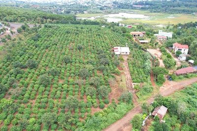 Thu hồi hơn 16.700 m2 đất lâm nghiệp do nguyên Trưởng Ban quản lý rừng phòng hộ chiếm dụng