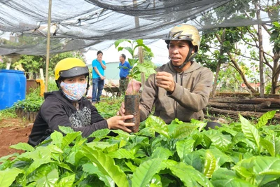 Giá cà phê tăng cao, người dân đổ xô trồng