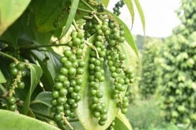 Giá hồ tiêu hôm nay (23-8): Tiếp tục tăng đến 3.000 đồng/kg