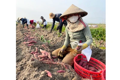 Nông dân thua lỗ do khoai lang mất mùa, rớt giá