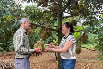 Lão nông Jrai mê làm giàu