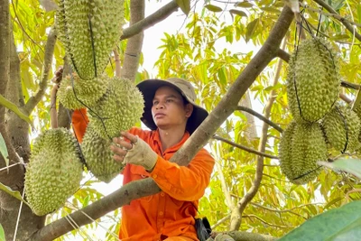 Giá nông sản tăng ổn định: Cơ hội phát triển nông nghiệp bền vững