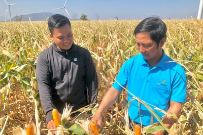 Nông dân Chư Pưh chuyển đổi cây trồng để nâng cao thu nhập