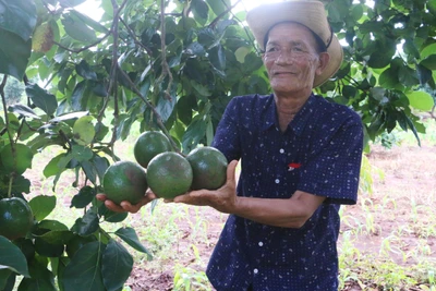 Chư Pưh gặp khó trong phát triển sản phẩm OCOP