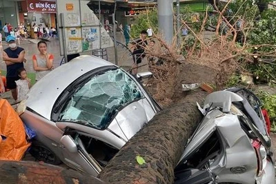 Hàng loạt ô tô ở Hà Nội bị cây đổ đè bẹp trong bão Yagi