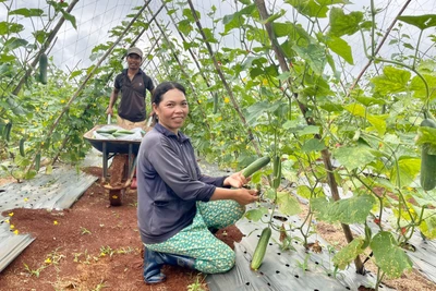 Dự án xây dựng vùng trồng rau củ quả VietGAP: Hình thành thói quen trồng rau an toàn