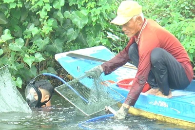 Sống ở đáy sông - bài cuối: Ăn trên bờ, sống đáy sông