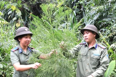 Vào vương quốc thủy tùng - Kỳ 2: Rừng là ngôi nhà thứ 2