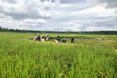 Hỗ trợ nông dân canh tác lúa chất lượng cao