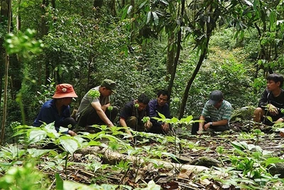 Cơ hội cho người trồng dừa 'xứ nẫu'