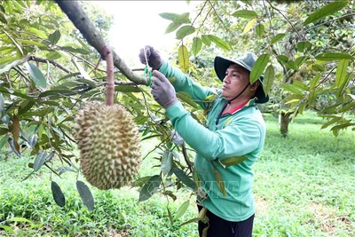 Người trồng sầu riêng ở Đắk Lắk đối diện với nhiều bất lợi