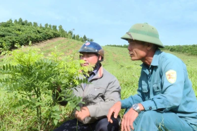 Ông Nguyễn Văn Huy thu tiền tỷ nhờ mô hình đa canh