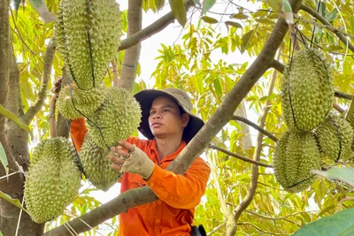 Giá sầu riêng tăng cao: Nông dân cẩn trọng chờ chốt hợp đồng