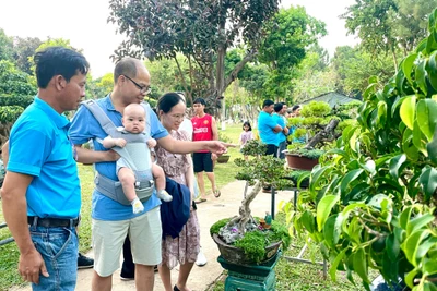 Triển lãm bonsai nghệ thuật: Hấp dẫn, bổ ích