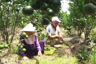 Vượt khó từ vùng phèn chua mặn chát