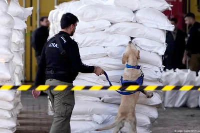 Paraguay phát hiện hơn 4 tấn cocaine giấu trong bao đường đang khởi hành đến Bỉ 