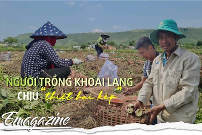 Người trồng khoai lang chịu “thiệt hại kép”