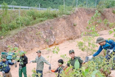 Hành trình trả rừng về nguyên bản