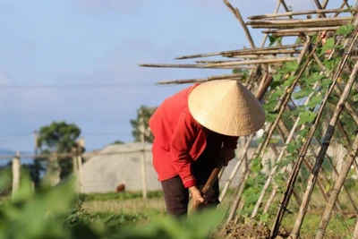 Cả nước có nắng vào ban ngày, chiều tối và đêm có mưa rào và dông vài nơi