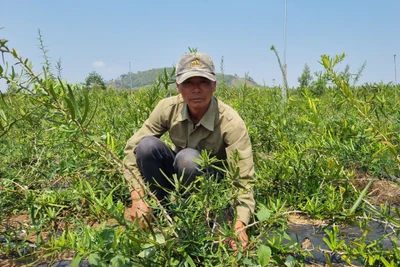 Xáo tam phân “bén đất” Hải Yang