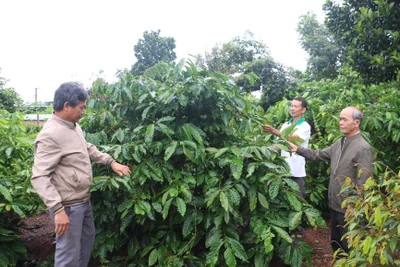 Tổ khuyến nông cộng đồng Gia Lai chia sẻ kinh nghiệm, kết nối thị trường