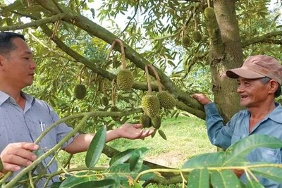 Du lịch làng quê cây trái miền Nam ở Nghĩa Hành